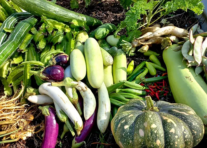 Vitton Resort